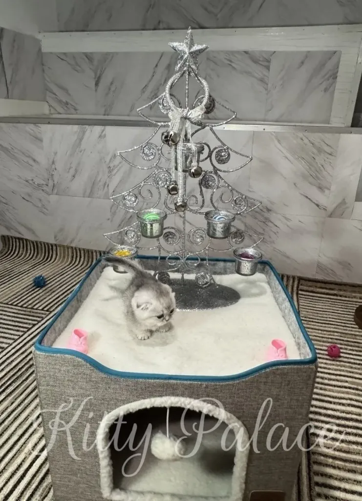 A fluffy grey Scottish Fold kitten with folded ears cautiously steps out of its plush pet house near a sparkling silver Christmas tree