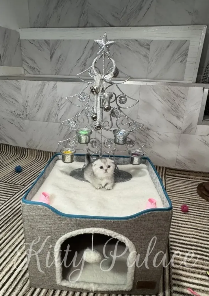 A fluffy kitten sits in a small sandbox beneath a decorative silver Christmas tree with bells and pastel candles