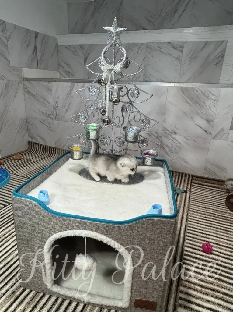 munchkin kittens sale curiously investigates a decorative silver Christmas tree