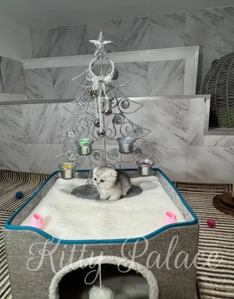 A fluffy silver Scottish Fold kitten with folded ears looks curiously at the camera