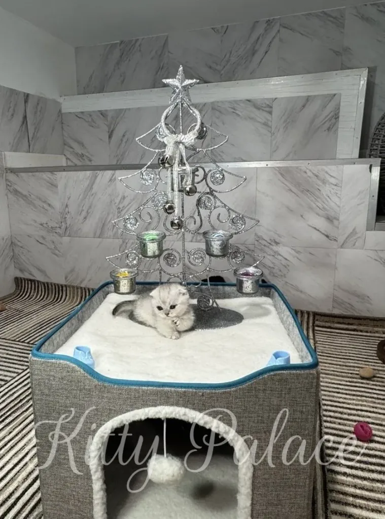 A fluffy silver Scottish Fold kitten with folded ears rests on a soft white cushion beside a sparkling silver Christmas tree