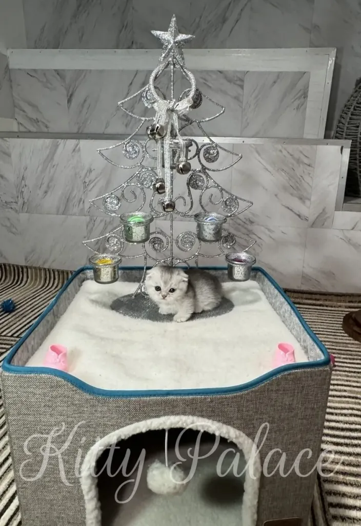A fluffy silver tabby Scottish Fold kitten with big eyes is nestled on a soft white cushion next to a sparkling silver Christmas tree ornament