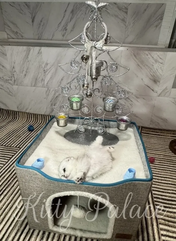 A fluffy white kitten lies on its back in a soft, square cat bed. Behind it is a silver decorative tree with shiny ornaments