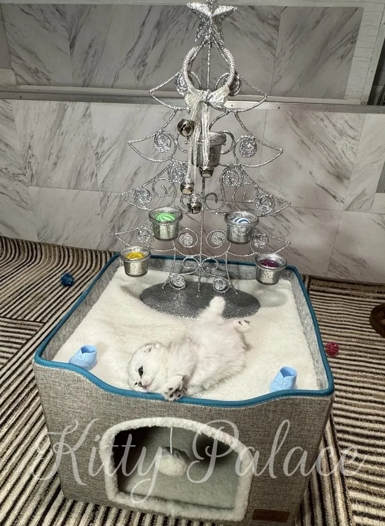 A fluffy white kitten lies on its back in a soft, square cat bed. Behind it is a silver decorative tree with shiny ornaments