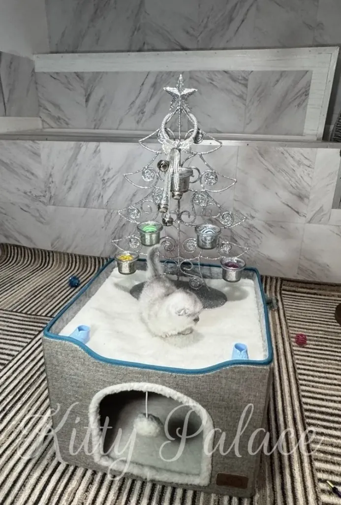 A fluffy silver munchkin kitten naps inside a soft bed beneath a decorative silver Christmas tree, bringing a warm, festive, and charming touch to a cozy indoor setting