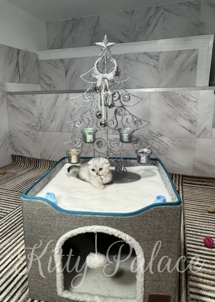 A fluffy black silver shaded munchkin kitten rests beneath a silver Christmas tree centerpiece in a modern, marble-tiled room