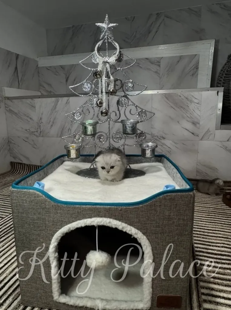 A fluffy white kitten sits in a cozy cat house with Kitty Palace written on it, topped by a silver decorative tree with ornaments and a star