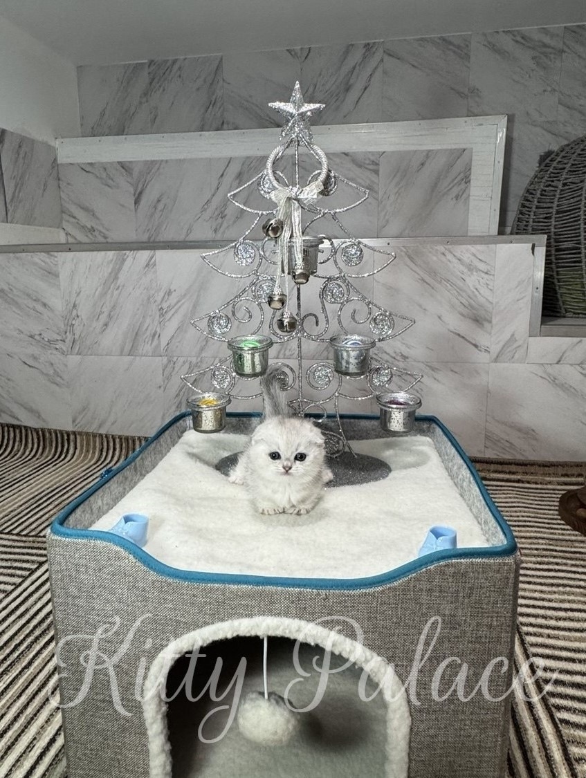 A fluffy white kitten sits on a soft, cushioned cat house in front of a silver wire Christmas tree decorated with small ornaments