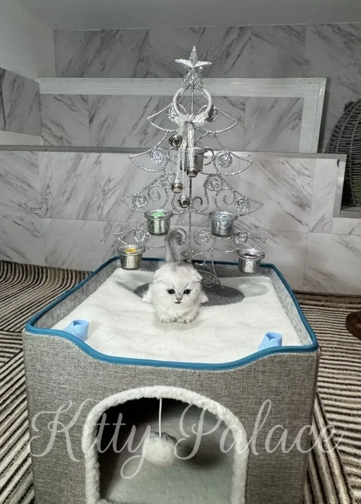 A fluffy silver munchkin kitten sits on top of a gray cat house with a white trim, in front of a silver wire Christmas tree decorated with ornaments