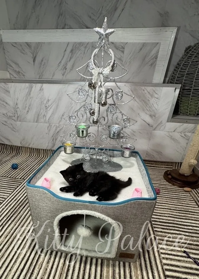 A small black kitten lies on a plush cat bed topped with a silver decorative tree adorned with ornaments