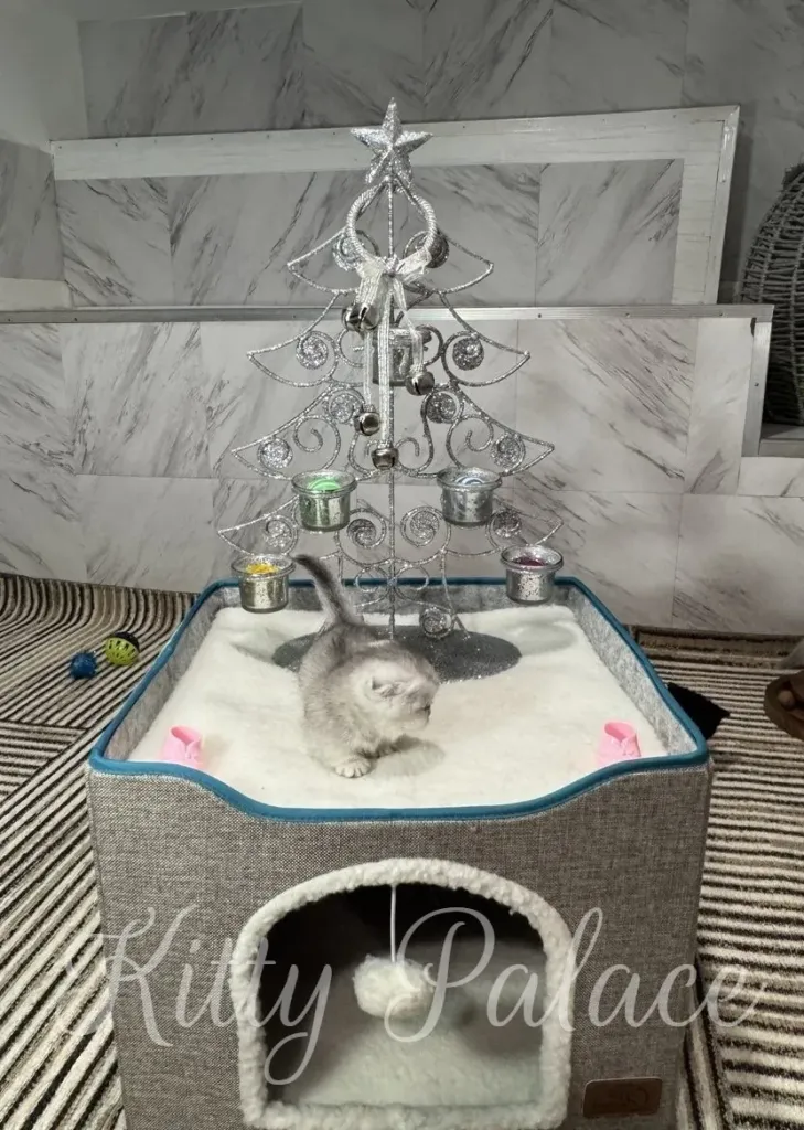 A small fluffy kitten explores a white plush play area beneath a silver decorative tree
