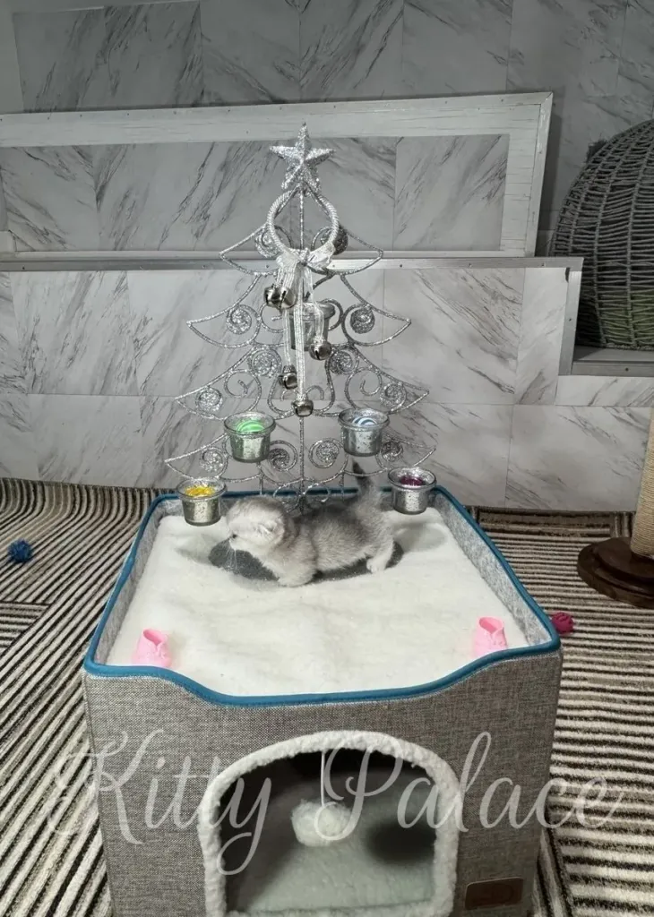 A small black silver munchkin kitten lies on top of a soft, white cat bed. Behind it is a silver wire Christmas tree with ornaments and lights