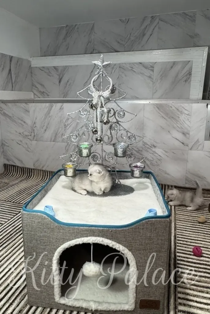 A small black silver shaded munchkin kitten sits on a cozy cat bed topped with a silver decorative tree and ornaments