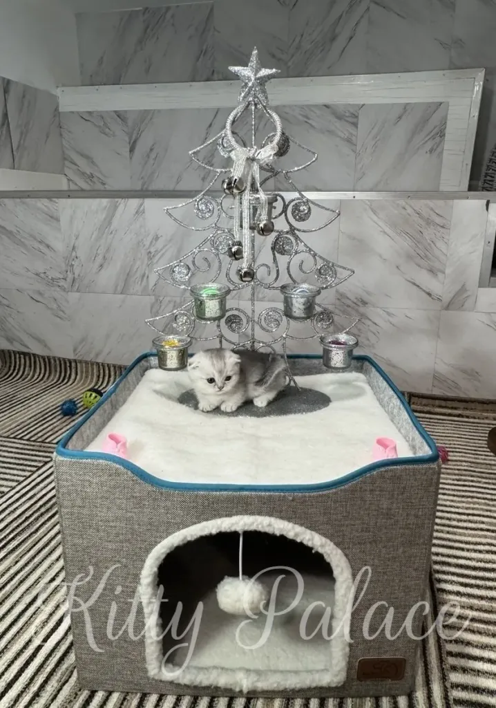 A small silver kitten sits atop a cozy gray pet house
