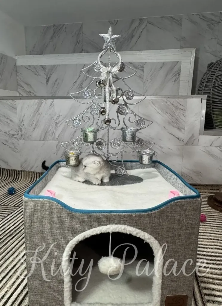 A small, white and grey kitten rests on a soft cushion within a grey pet house adorned with a sparkly Christmas tree and ornaments