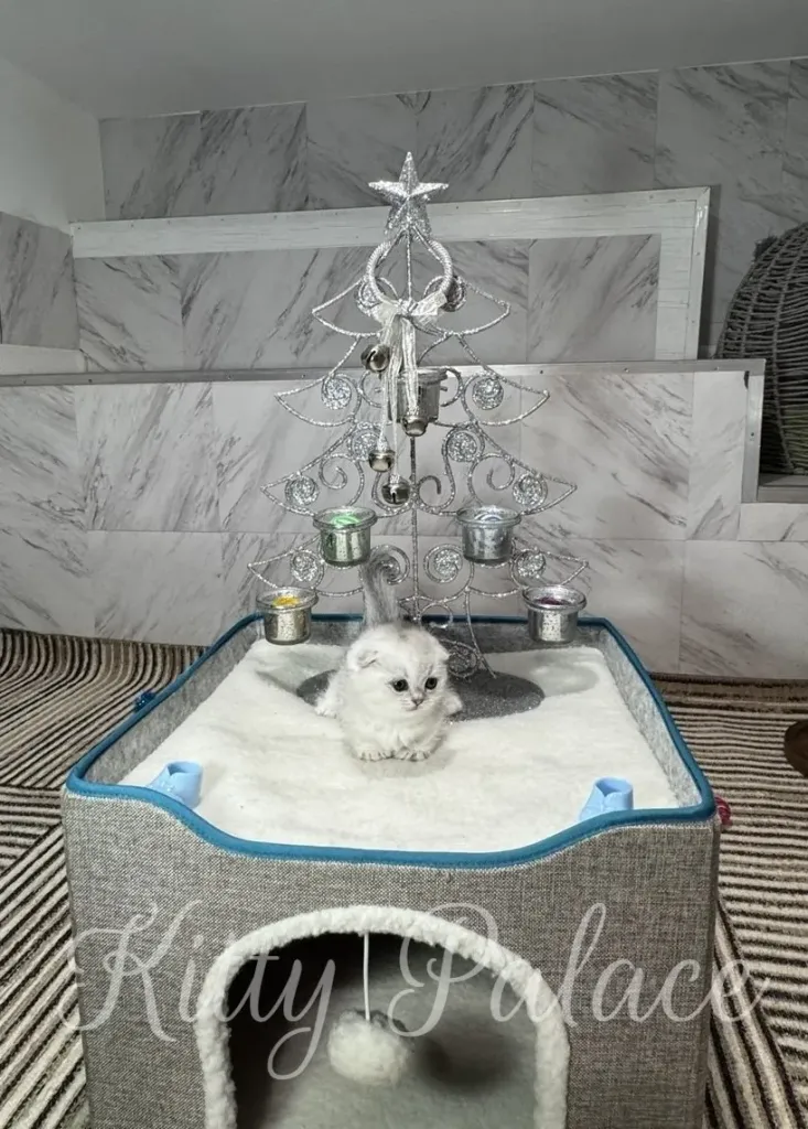 A small white kitten sits on a cozy gray cat bed in front of a decorative, silver wire Christmas tree with ornaments