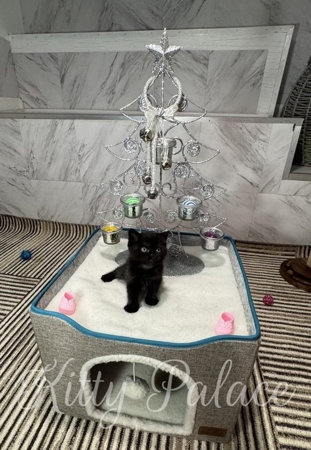 A tiny black scottish fold kitten sits on a white plush cat tree, topped by a sparkling silver Christmas tree