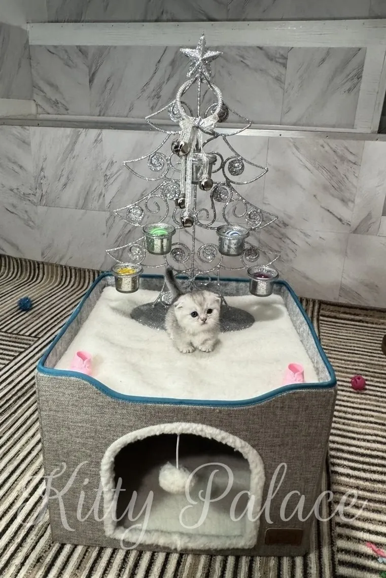 A tiny fluffy black silver munchkin kitten sits calmly in a soft white bed beneath a sparkling silver decorative Christmas tree