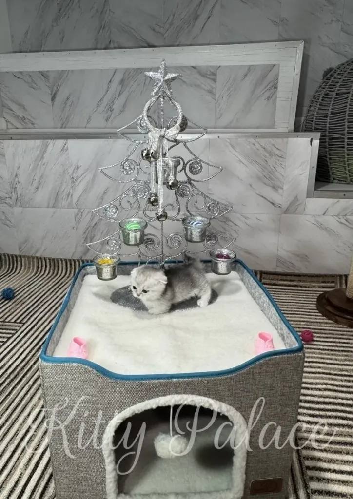 A tiny, black silver munchkin kitten with silver-grey fur cautiously steps onto a soft white mat inside a pet bed, near a decorative Christmas tree