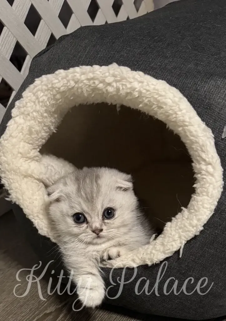 A tiny gray kitten peeks from a fluffy circular cave bed. This warm, inviting scene emphasizes comfort, home life