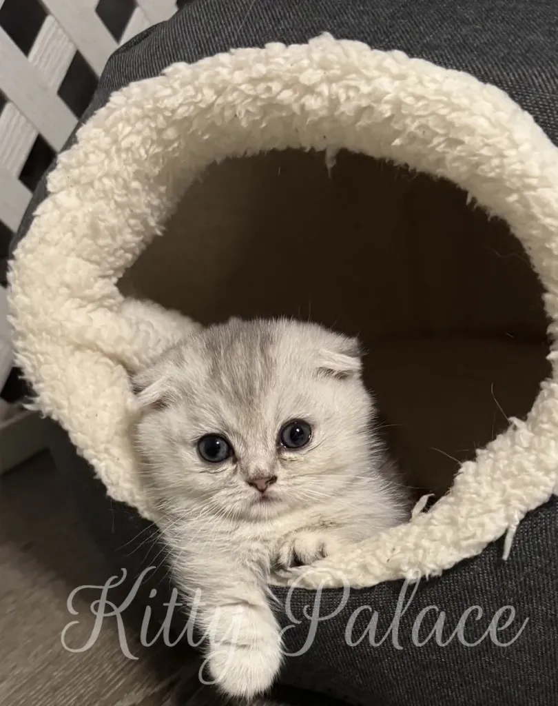 A tiny gray kitten peeks from a soft fluffy cave bed, showing big blue eyes and a curious expression