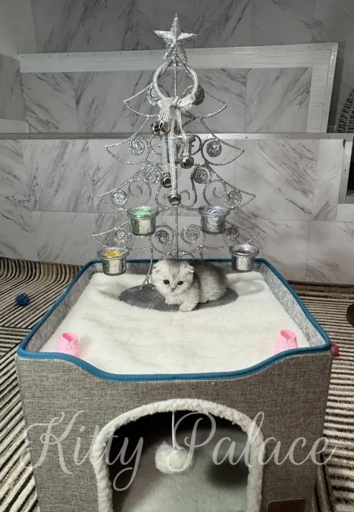 A tiny kitten sits beneath a glittering silver Christmas tree display, perched on a soft white bed with small colorful accessories