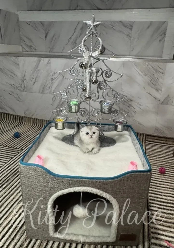A tiny black silver munchkin kitten sits in a plush cat bed beneath a silver decorative Christmas tree, creating a warm
