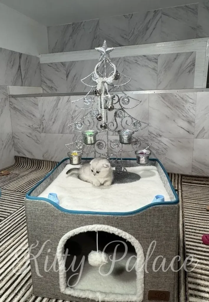 A tiny, black silver shaded munchkin kitten with big eyes is nestled on a soft white blanket inside a grey pet bed, with a sparkling silver Christmas tree nearby