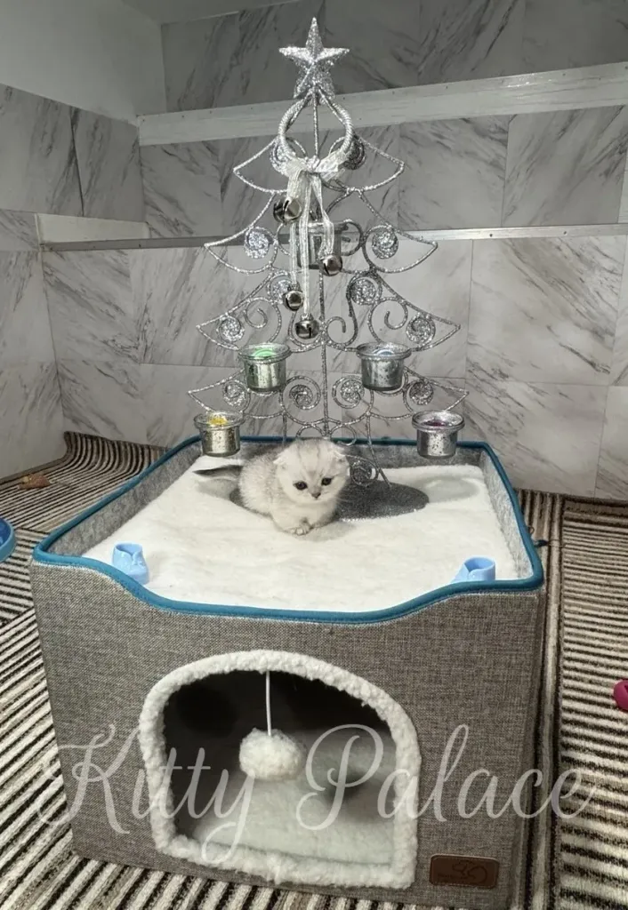 munchkin kittens sale lounges on a soft white mat beneath a glittering silver Christmas tree