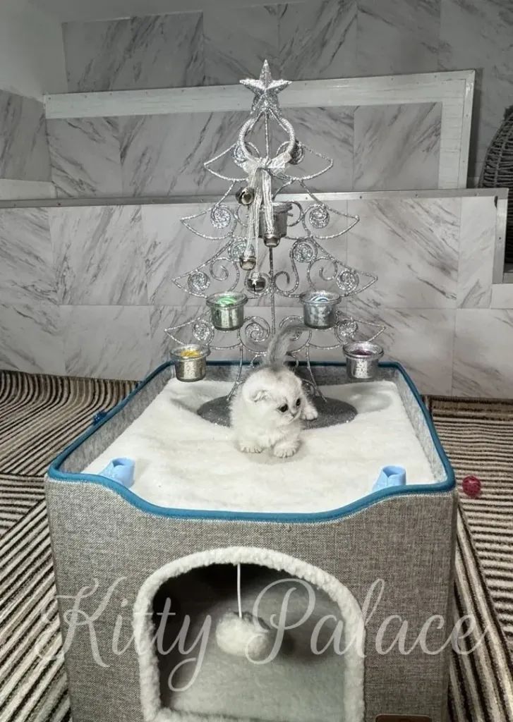 A tiny white kitten sits atop a soft white bed beneath a decorative silver Christmas tree, creating a warm, festive scene of home comfort and winter charm