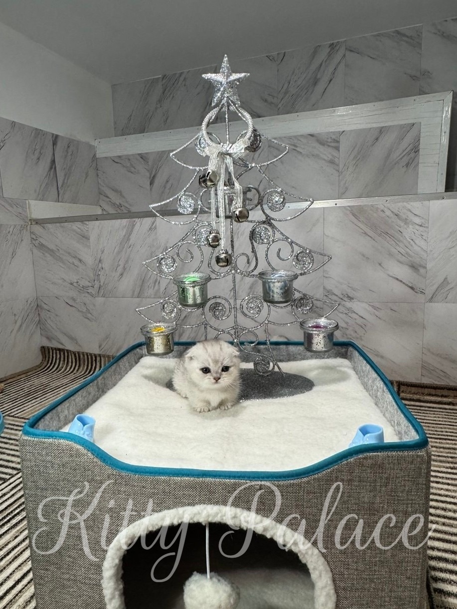 A tiny black silver shaded munchkin kitten sits on a soft white bed beneath a gleaming silver Christmas tree