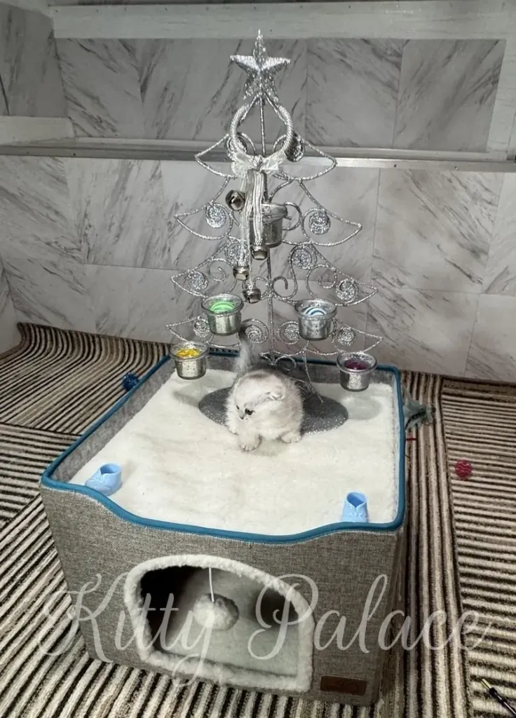 A silver munchkin sits atop a soft, gray cat house, decorated with a silver, spiral Christmas tree and ornaments