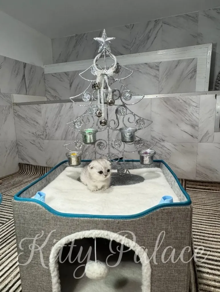 munchkin kittens sale sits near a festive Christmas tree in a cozy pet bed
