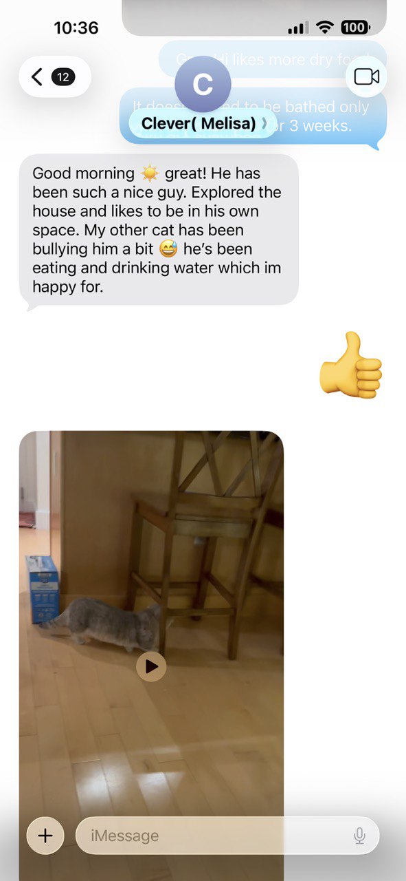 Kitty Palace Cattery - British and Scottish Kittens For Sale. Customer reviews