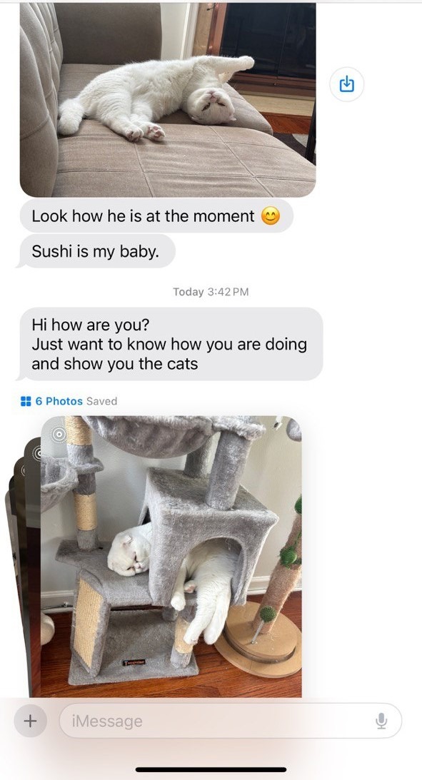 Kitty Palace Cattery - British and Scottish Kittens For Sale. Customer reviews