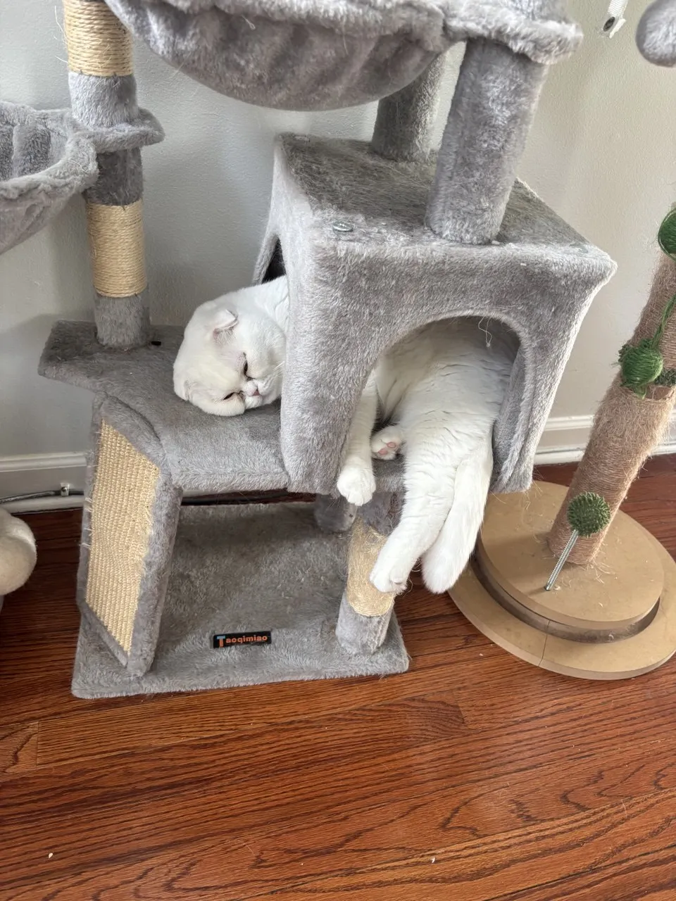 Kitty Palace Cattery - British and Scottish Kittens For Sale. Customer reviews. Breeders near me