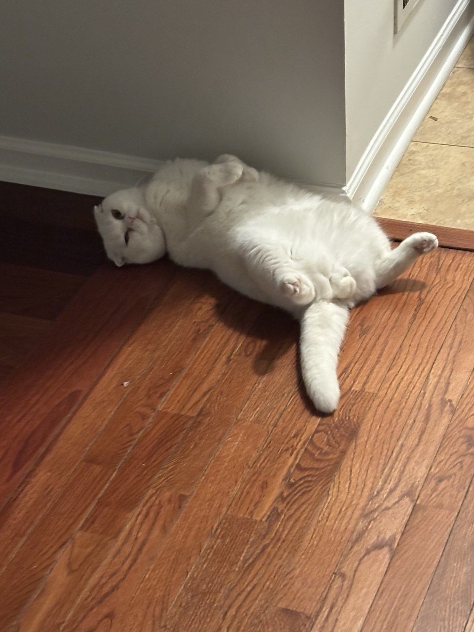 Kitty Palace Cattery - British and Scottish Kittens For Sale. Customer reviews