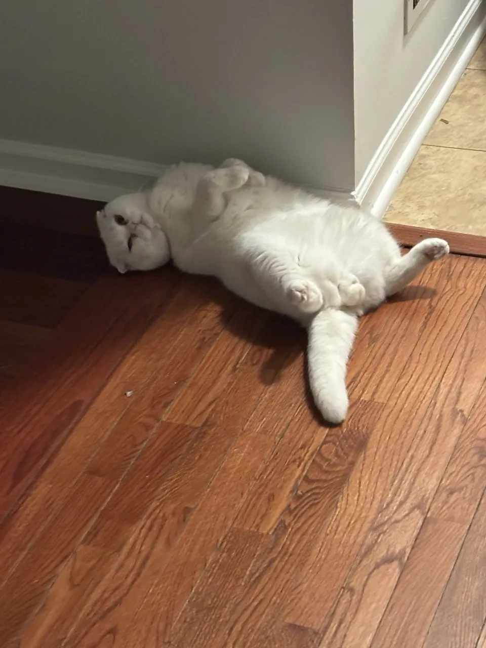 Kitty Palace Cattery - British and Scottish Kittens For Sale. Customer reviews. Breeders near me