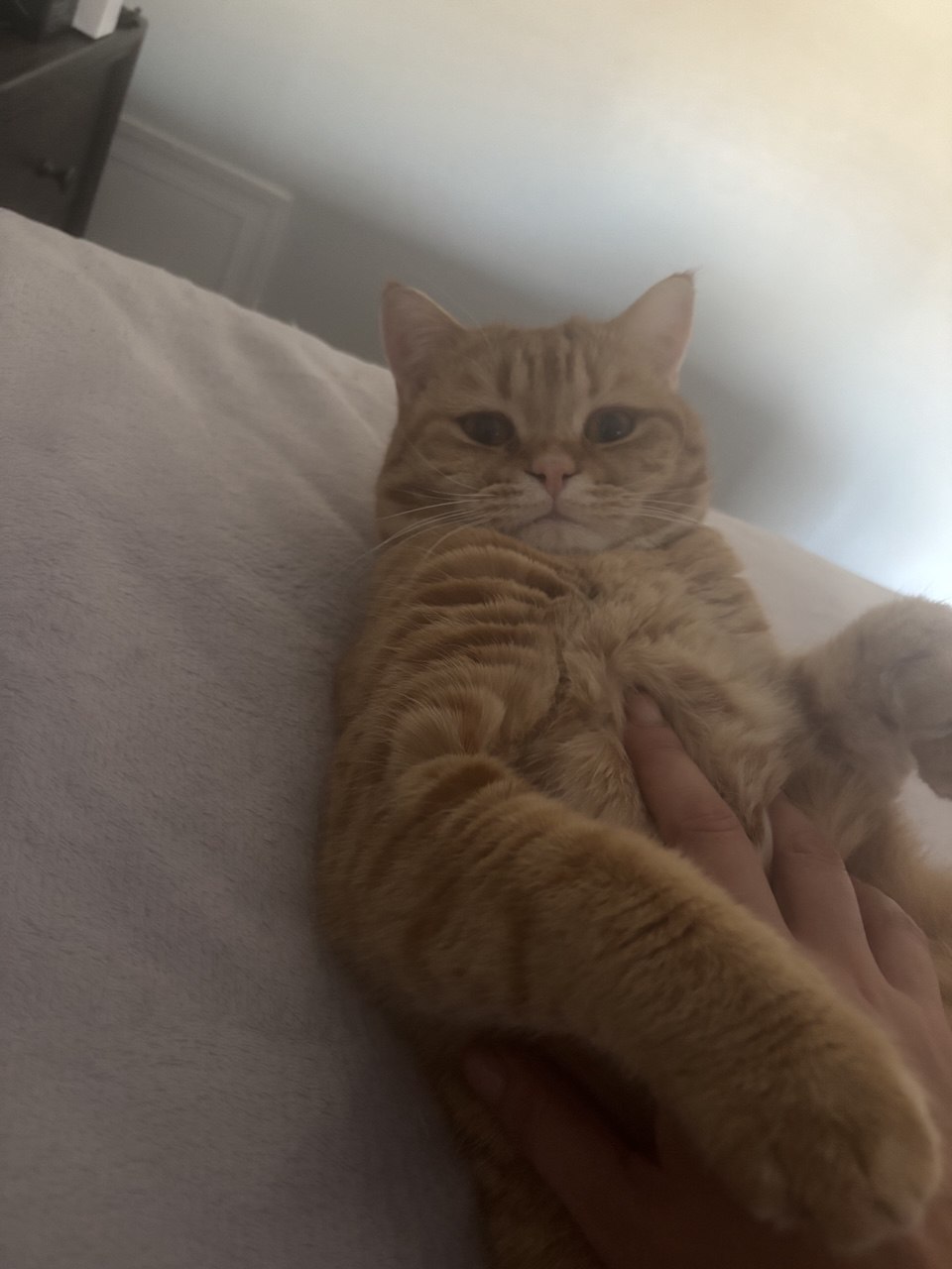 Kitty Palace Cattery - British and Scottish Kittens For Sale. Customer reviews