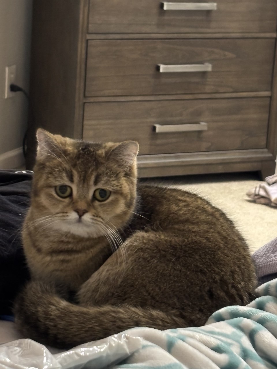 Kitty Palace Cattery - British and Scottish Kittens For Sale. Customer reviews