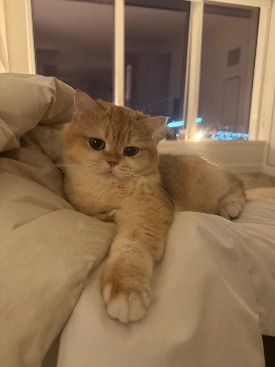 Kitty Palace Cattery - British and Scottish Kittens. Customer reviews