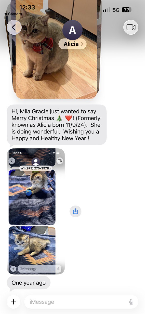 Kitty Palace Cattery - British and Scottish Kittens. Customer reviews