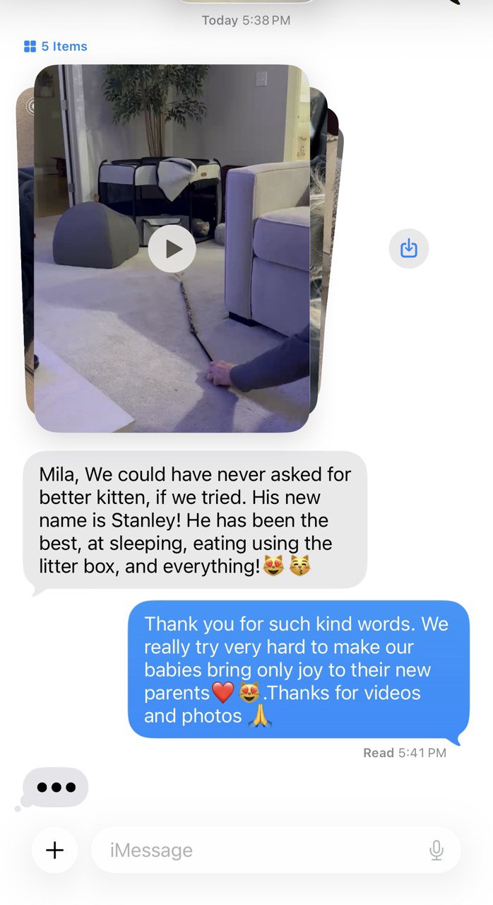 Kitty Palace Cattery - British and Scottish Kittens. Customer reviews