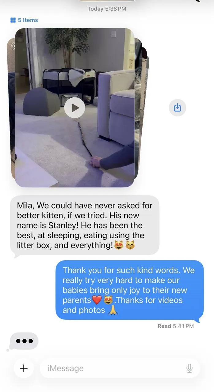 Kitty Palace Cattery - British and Scottish Kittens. Customer reviews. Breeders near me