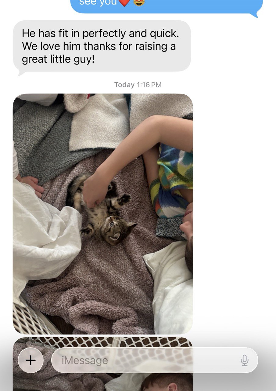 Kitty Palace Cattery - British and Scottish Kittens. Customer reviews2