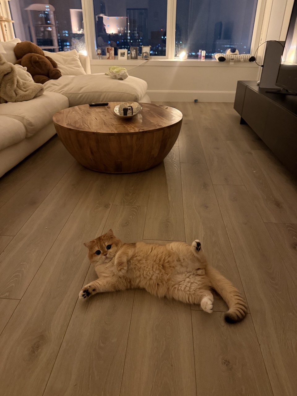 Kitty Palace Cattery - British and Scottish Kittens. Customer reviews