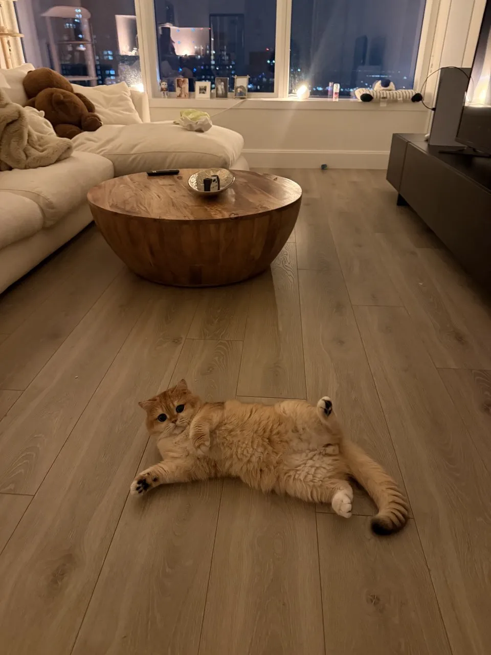 Kitty Palace Cattery - British and Scottish Kittens. Customer reviews