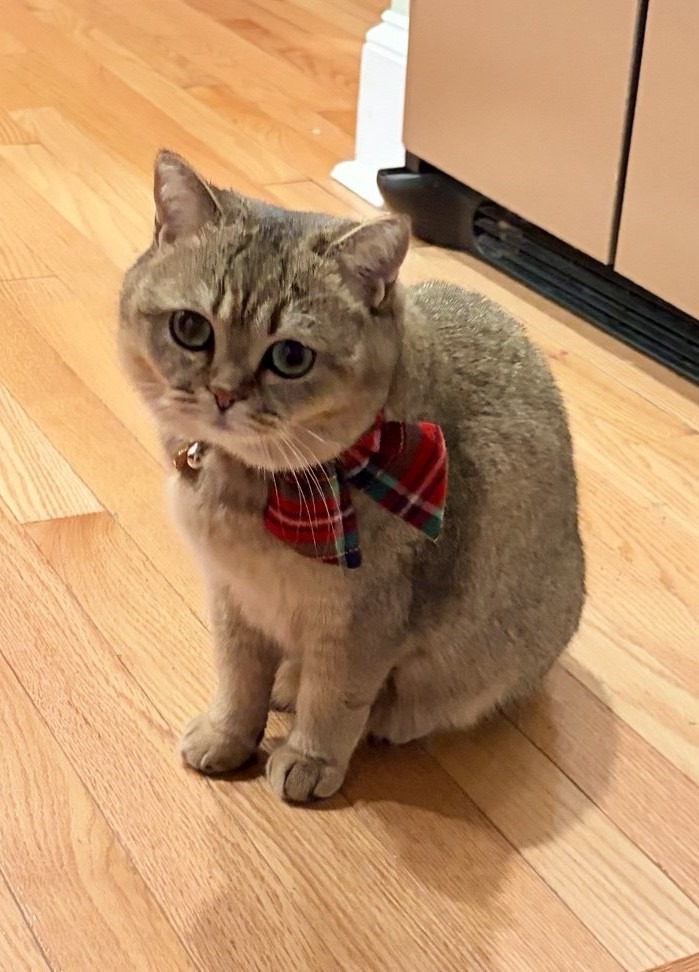 Kitty Palace Cattery - British and Scottish Kittens. Customer reviews