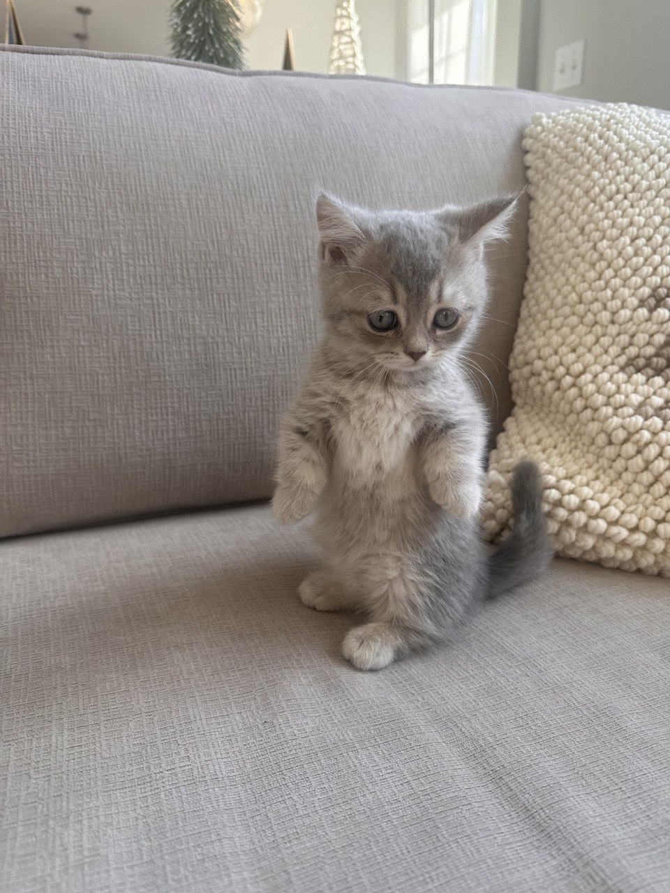 Kitty Palace Cattery - British and Scottish Kittens. Customer reviews