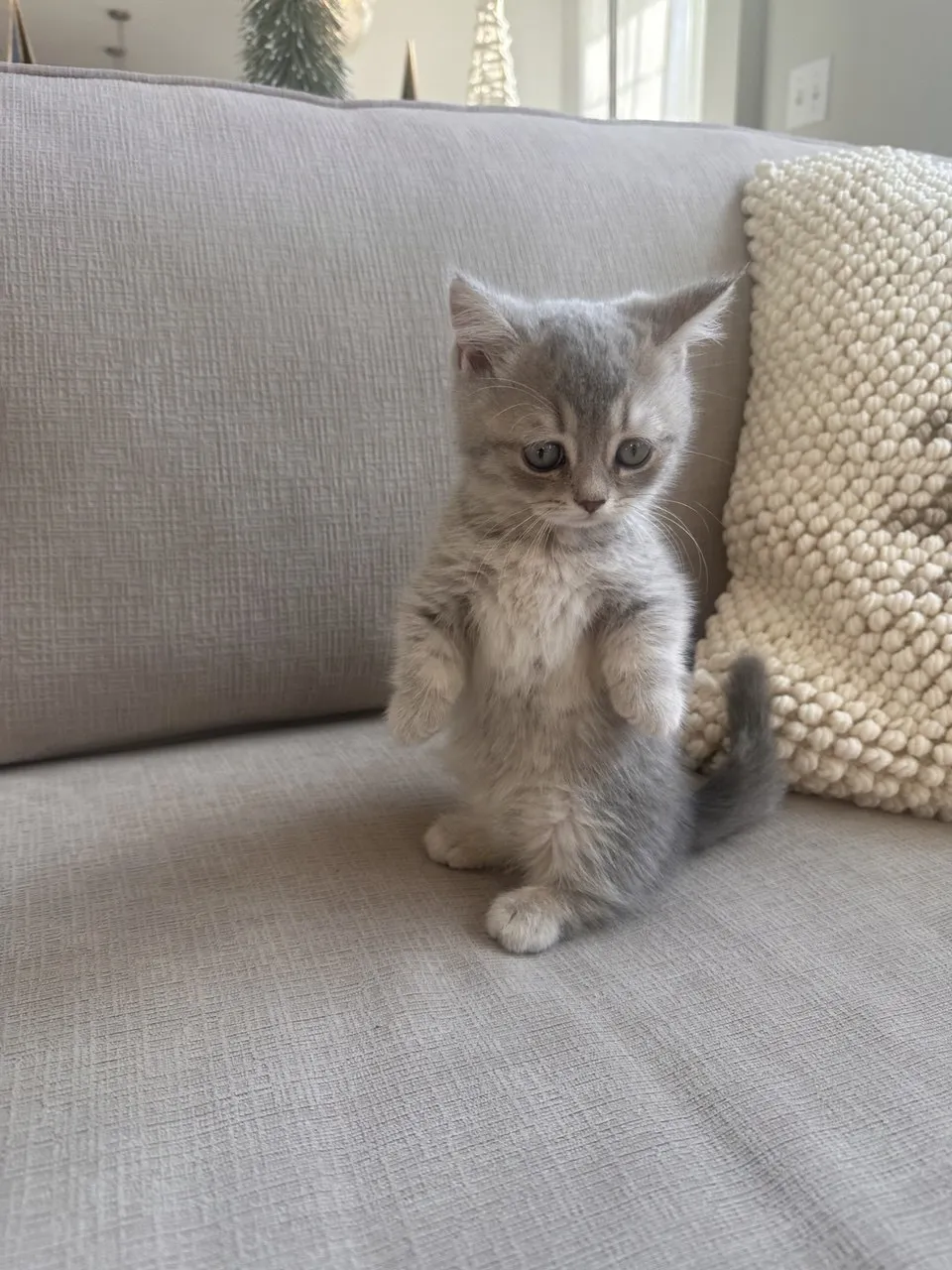 Kitty Palace Cattery - British and Scottish Kittens. Customer reviews. Breeders near me